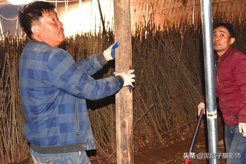 山西農(nóng)民大棚里種香椿，9分地種植70000苗，28元1斤，收入保密