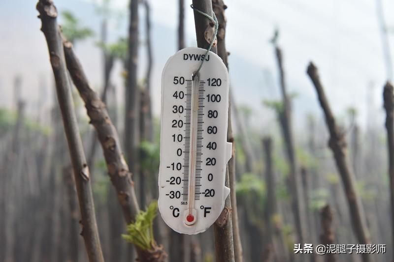 山西農(nóng)民大棚里種香椿，9分地種植70000苗，28元1斤，收入保密