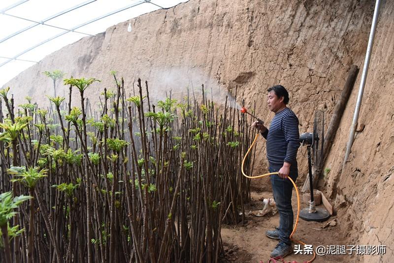 山西農(nóng)民大棚里種香椿，9分地種植70000苗，28元1斤，收入保密