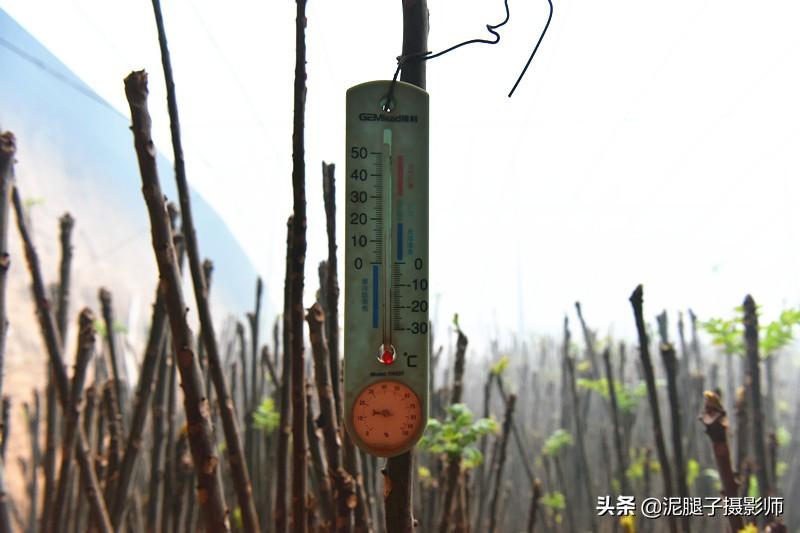 山西農(nóng)民大棚里種香椿，9分地種植70000苗，28元1斤，收入保密