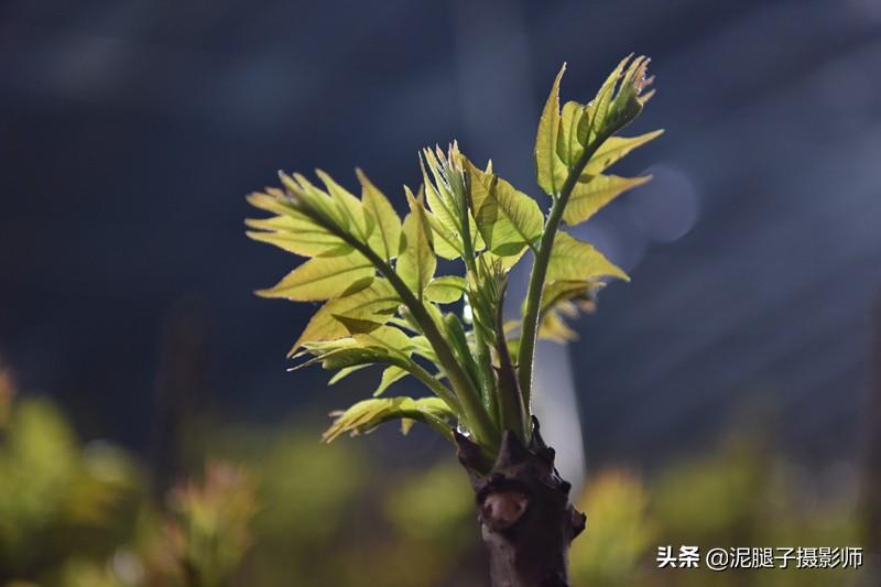 山西農(nóng)民大棚里種香椿，9分地種植70000苗，28元1斤，收入保密