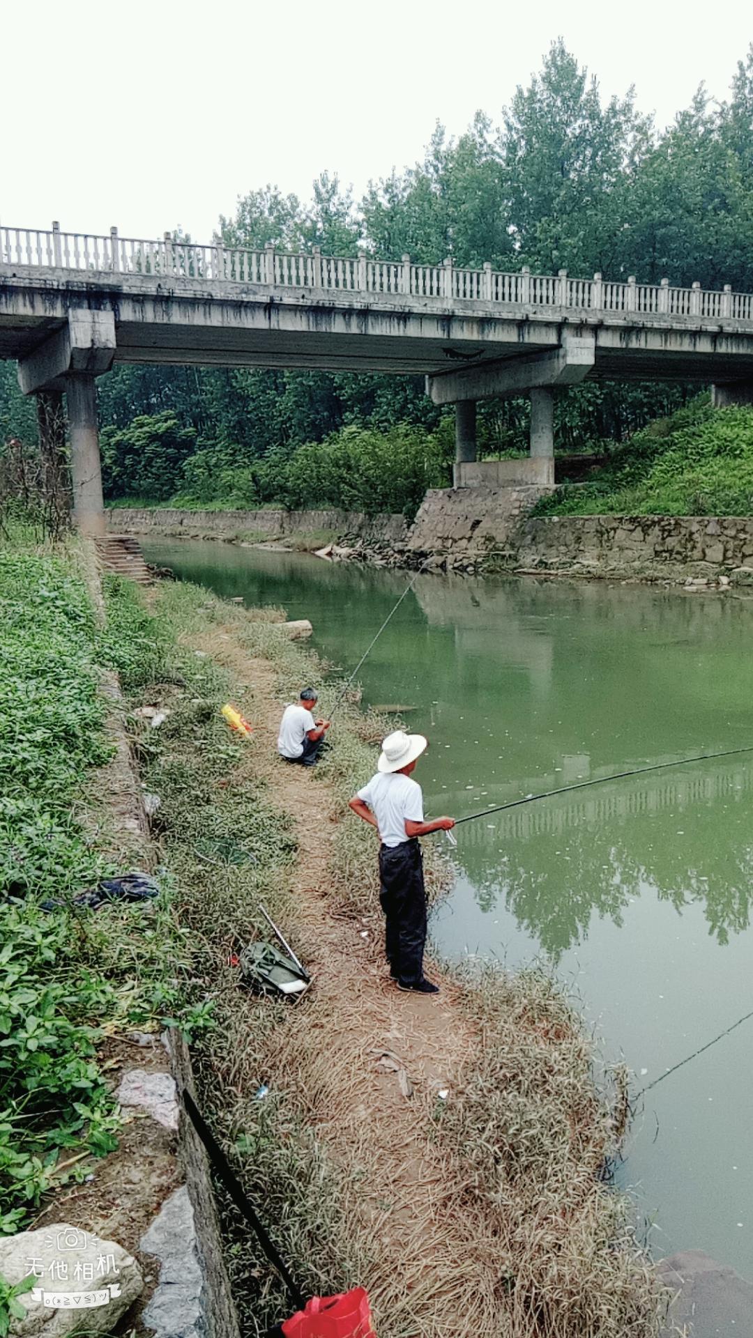 湖北宜都枝城赤溪河，長在河邊的抗癌藥草