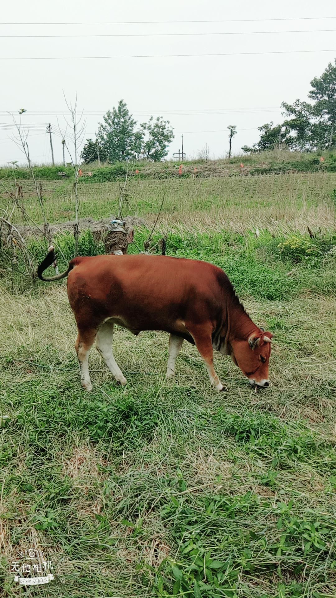 湖北宜都枝城赤溪河，長在河邊的抗癌藥草