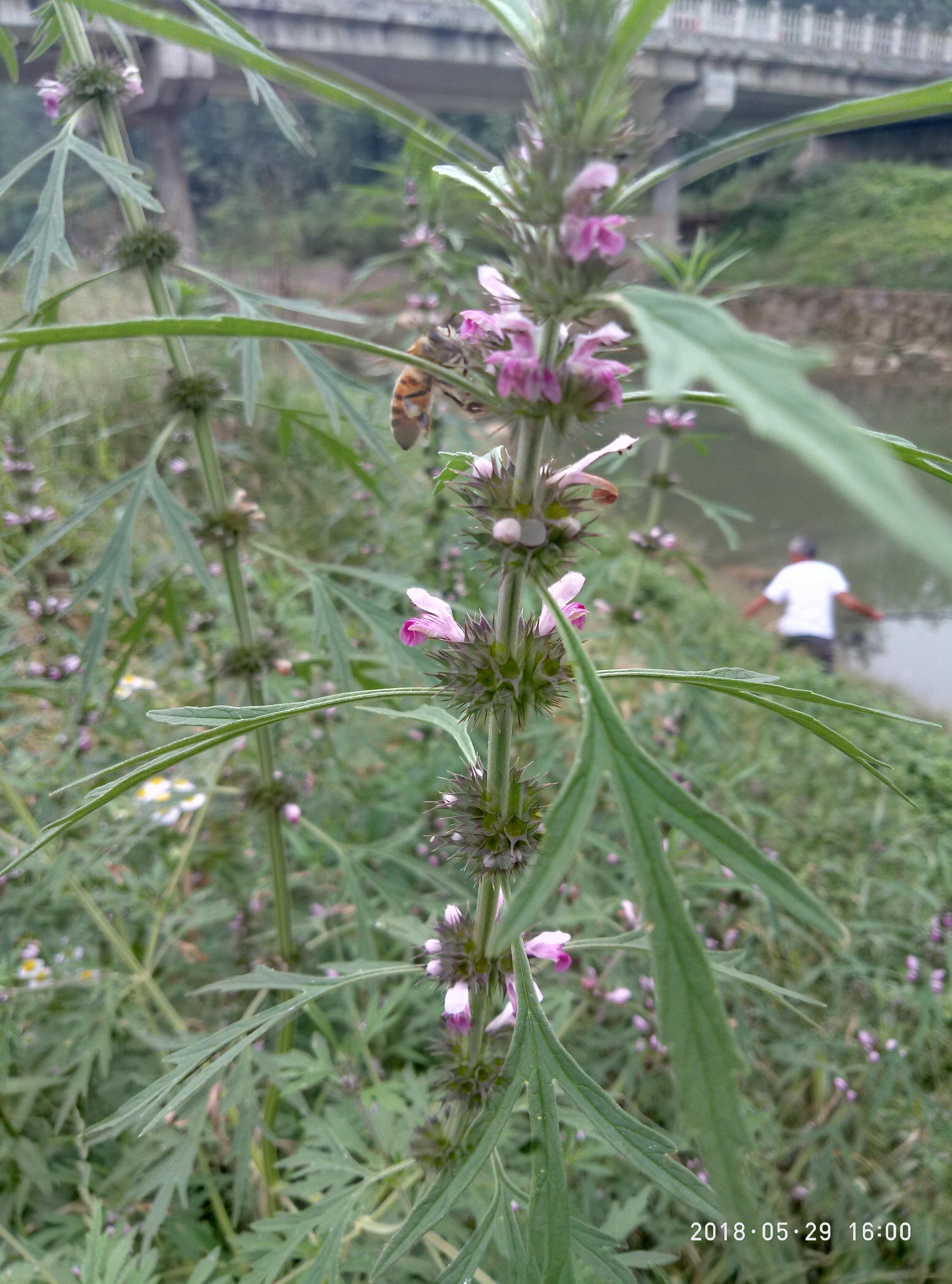 湖北宜都枝城赤溪河，長在河邊的抗癌藥草