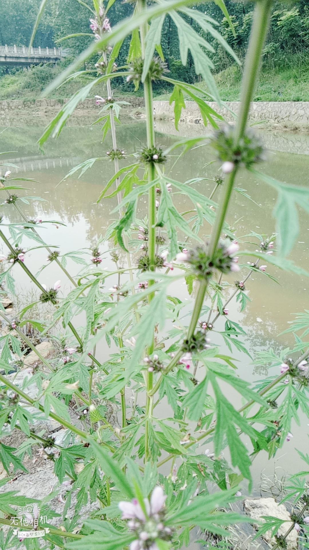 湖北宜都枝城赤溪河，長在河邊的抗癌藥草