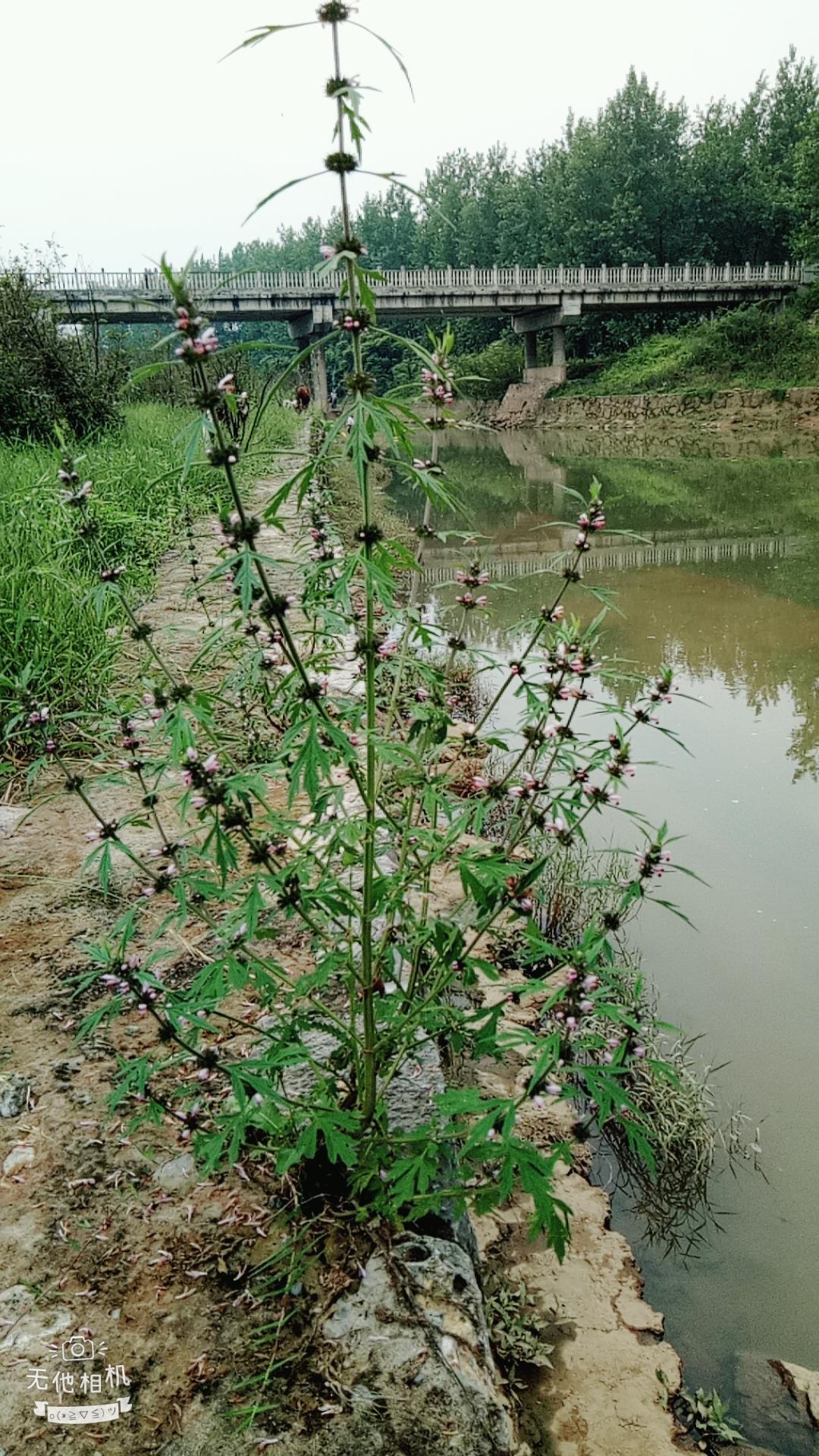 湖北宜都枝城赤溪河，長在河邊的抗癌藥草