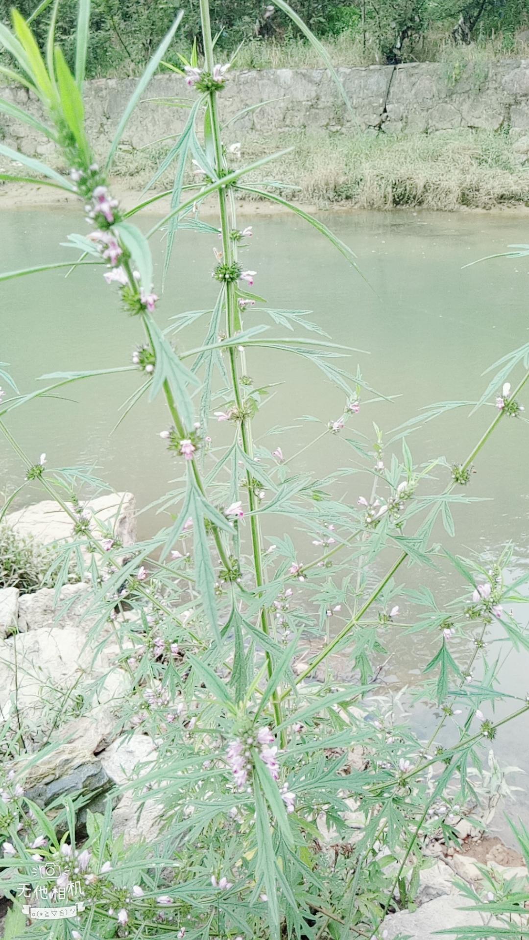 湖北宜都枝城赤溪河，長在河邊的抗癌藥草