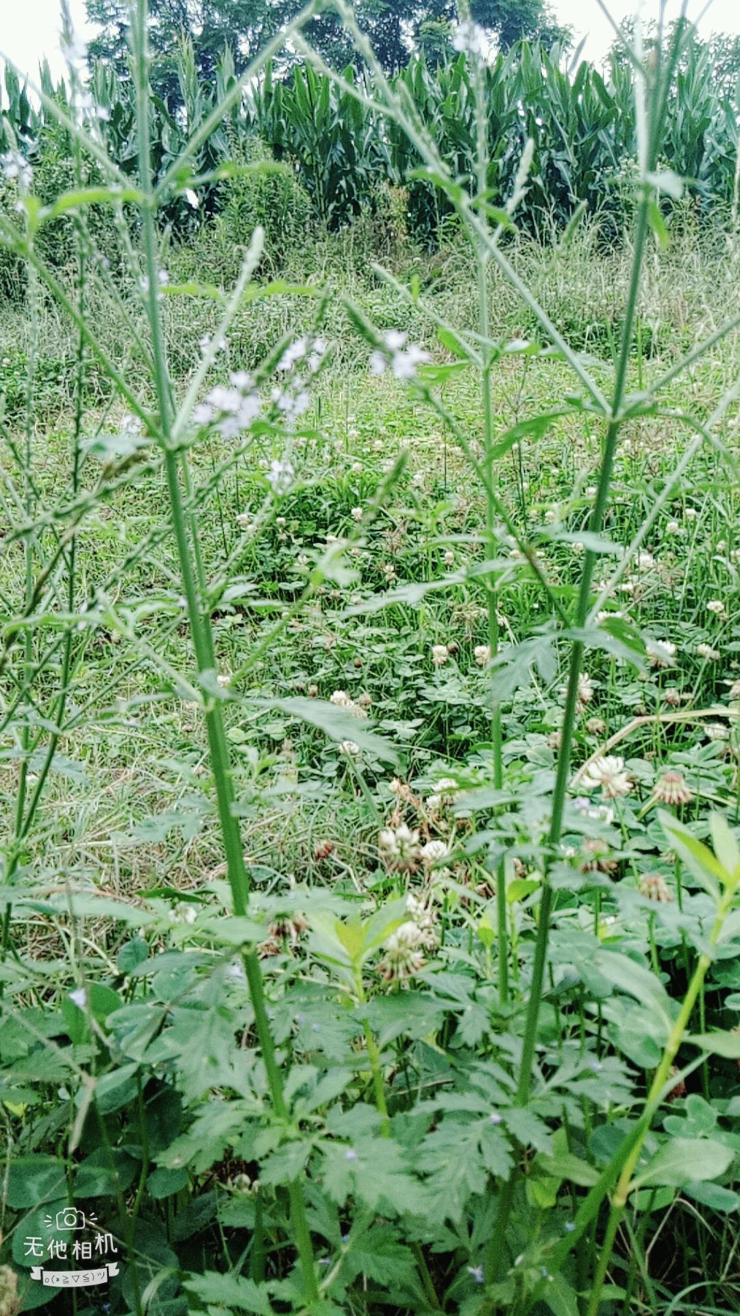 湖北宜都枝城赤溪河，長在河邊的抗癌藥草