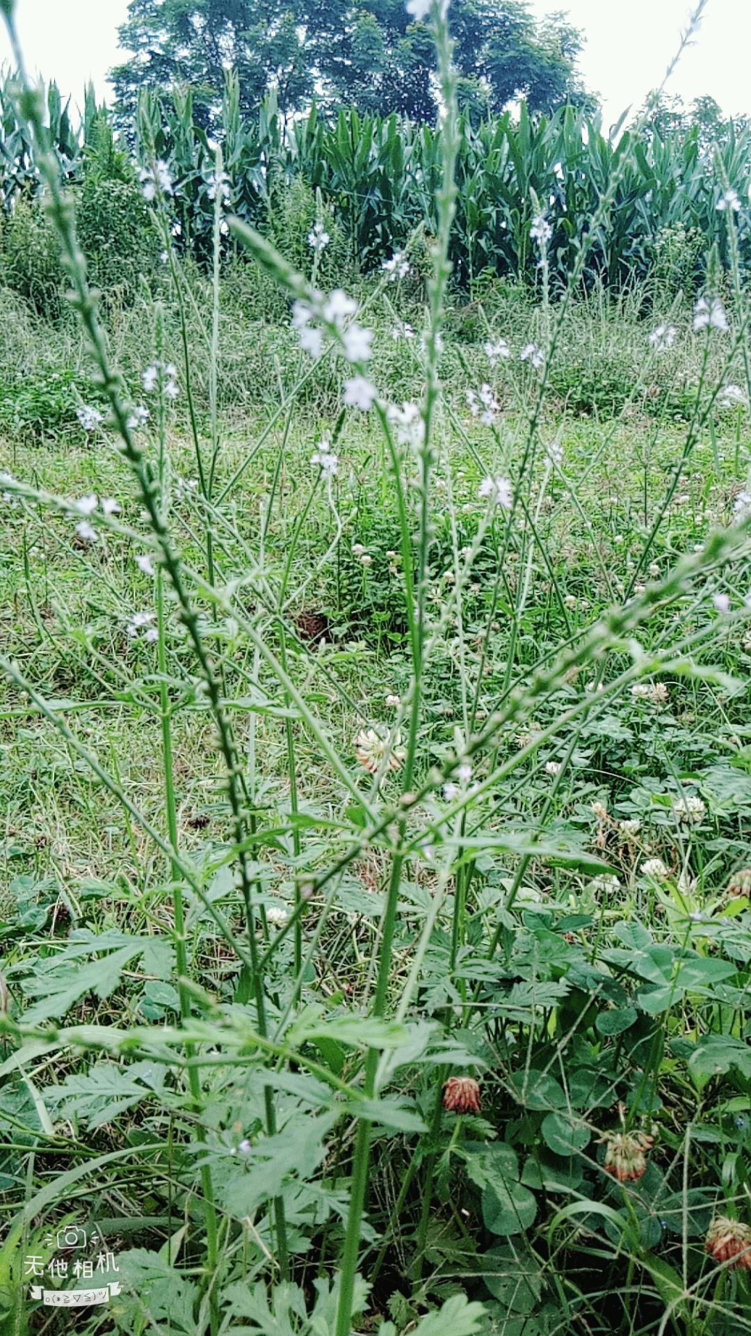 湖北宜都枝城赤溪河，長在河邊的抗癌藥草