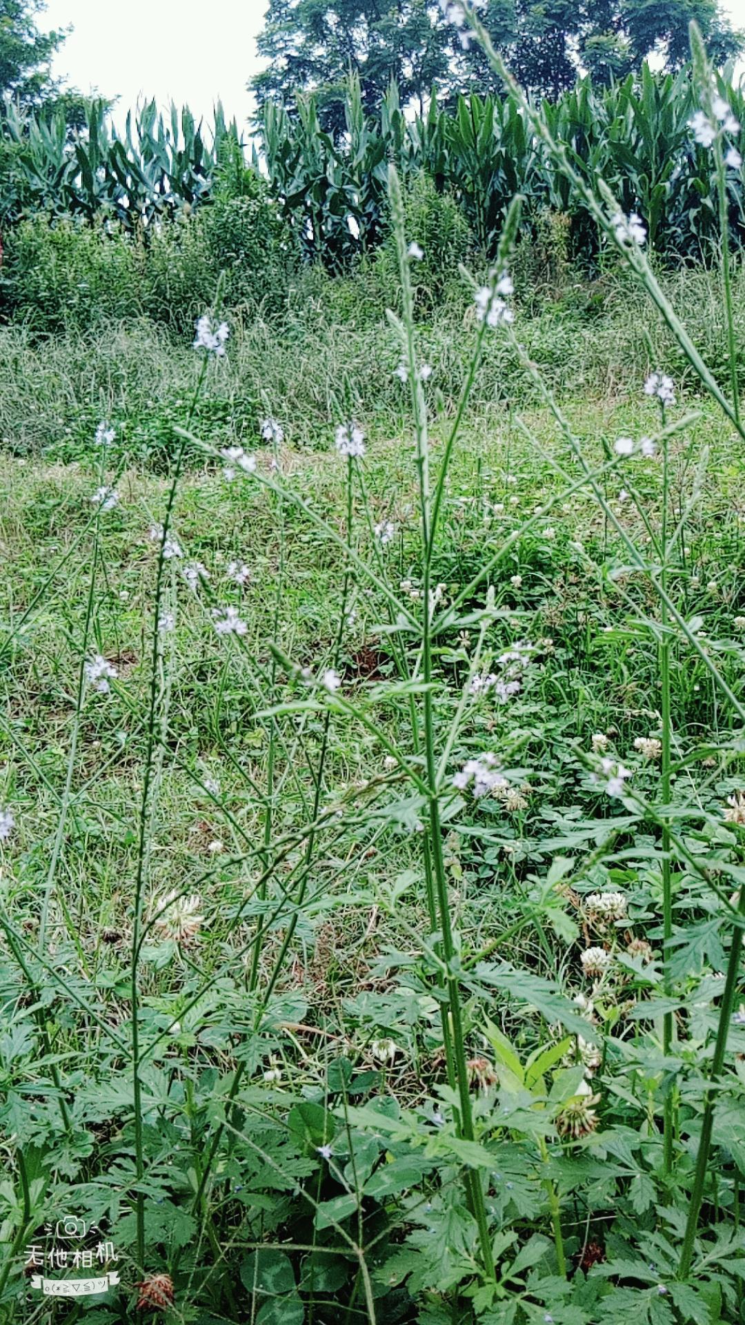 湖北宜都枝城赤溪河，長在河邊的抗癌藥草