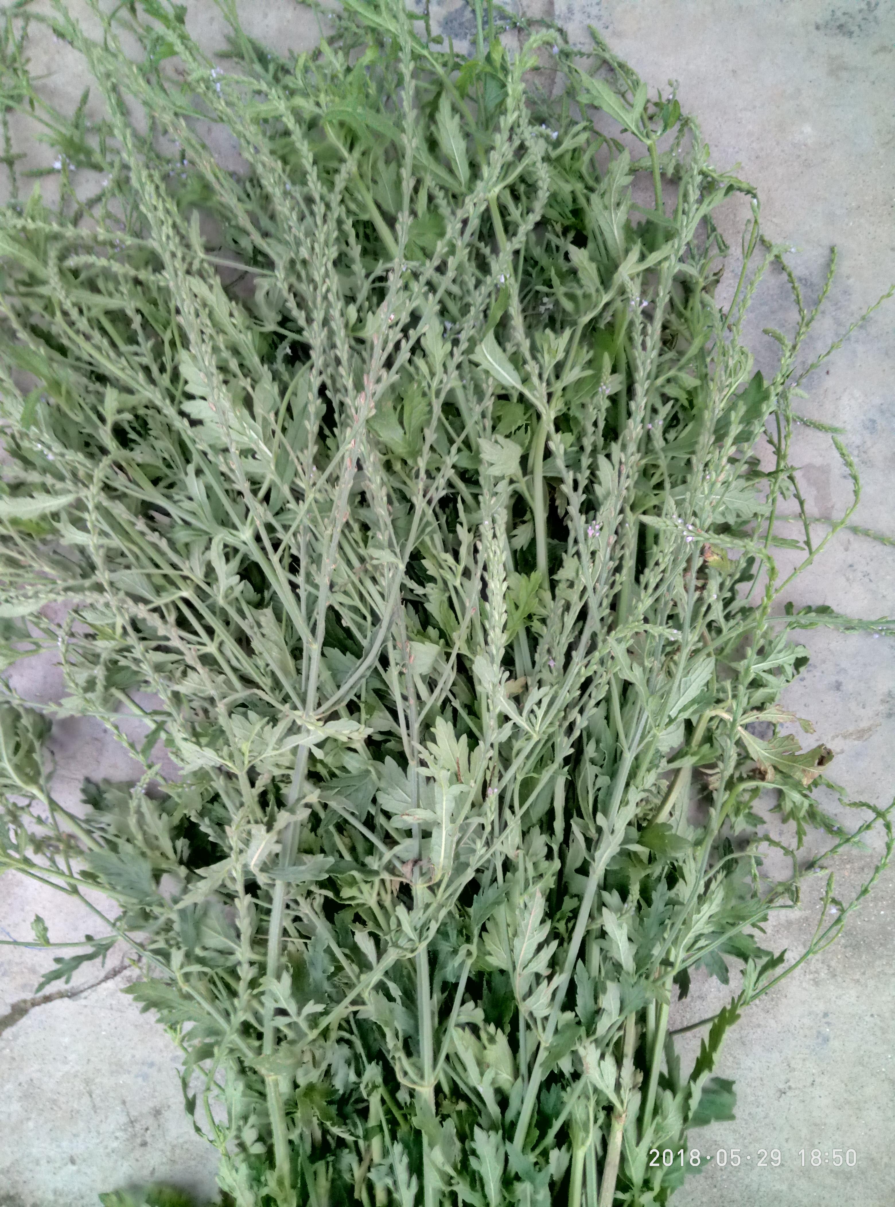 湖北宜都枝城赤溪河，長在河邊的抗癌藥草