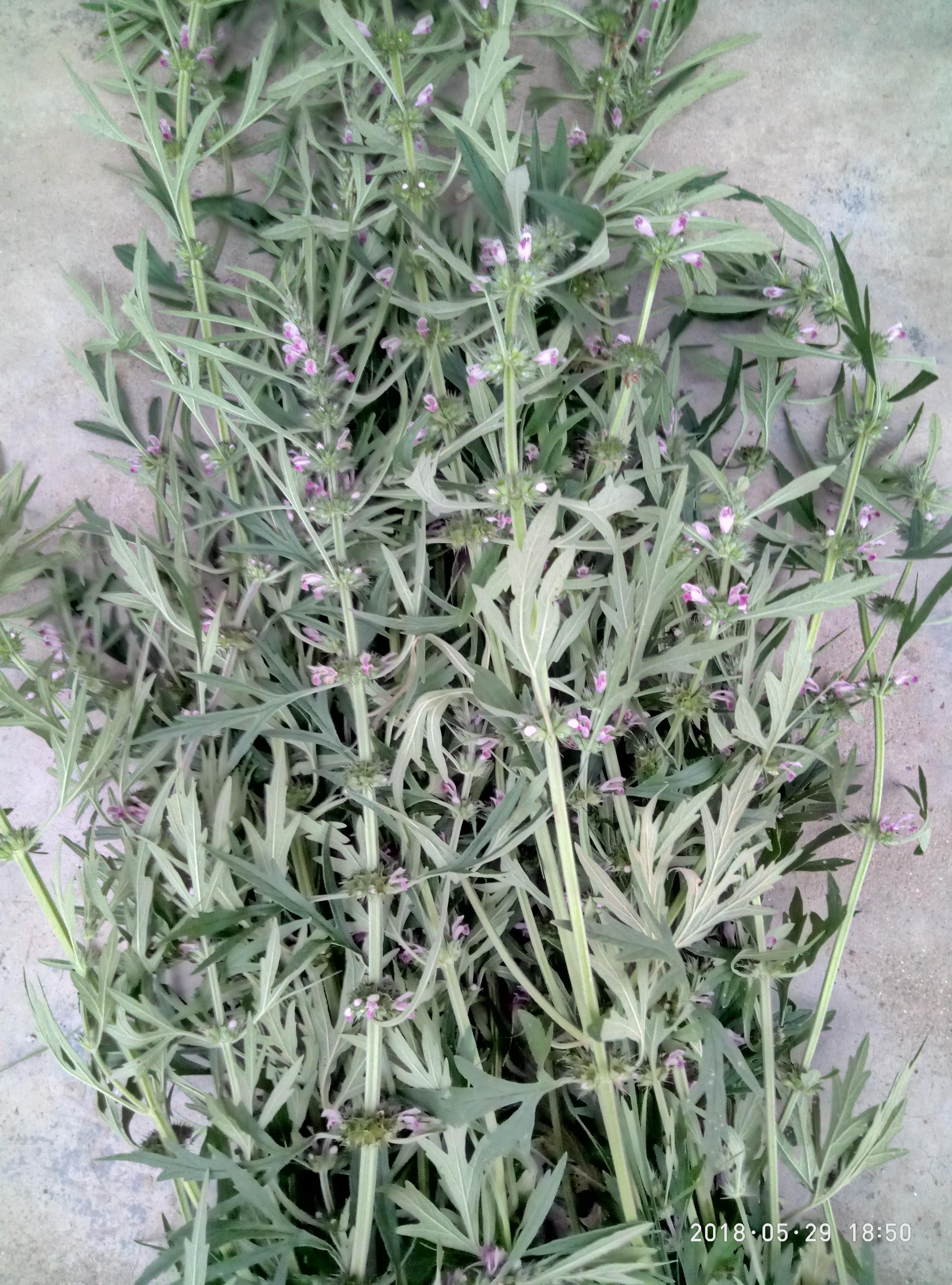 湖北宜都枝城赤溪河，長在河邊的抗癌藥草