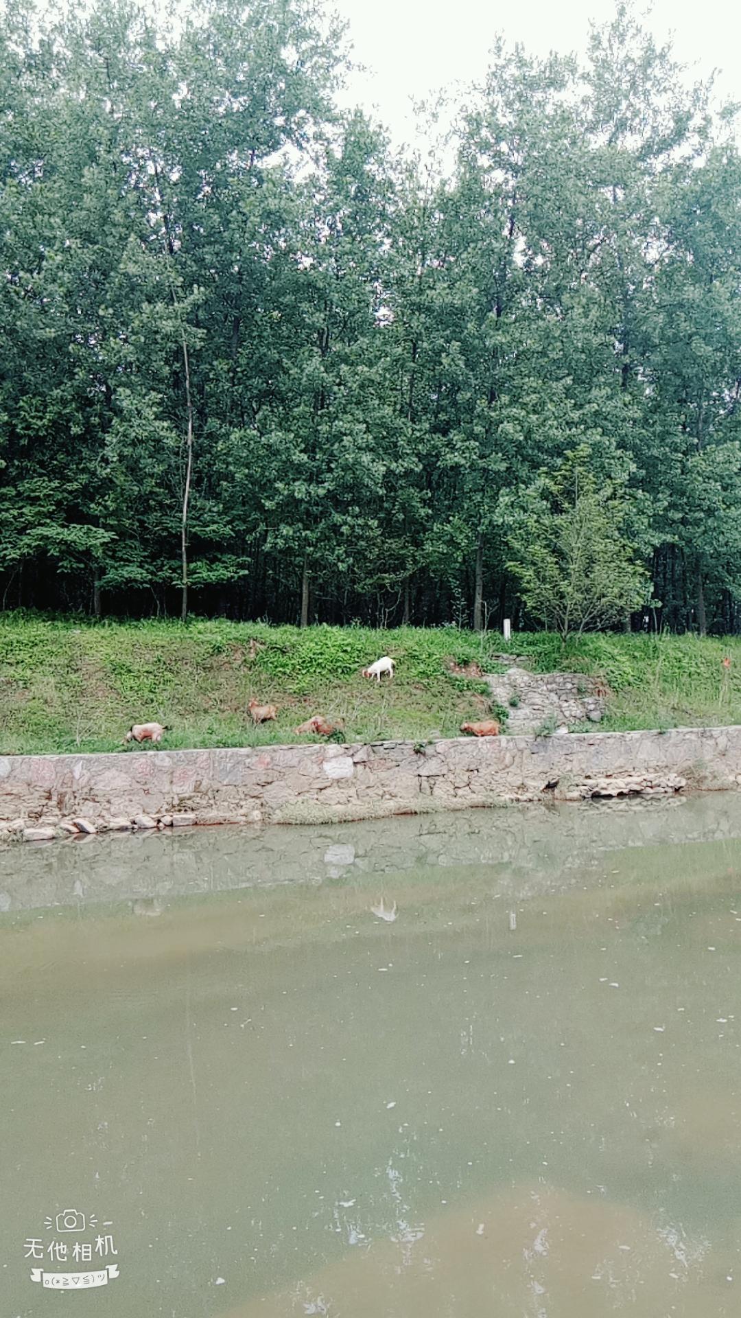 湖北宜都枝城赤溪河，長在河邊的抗癌藥草