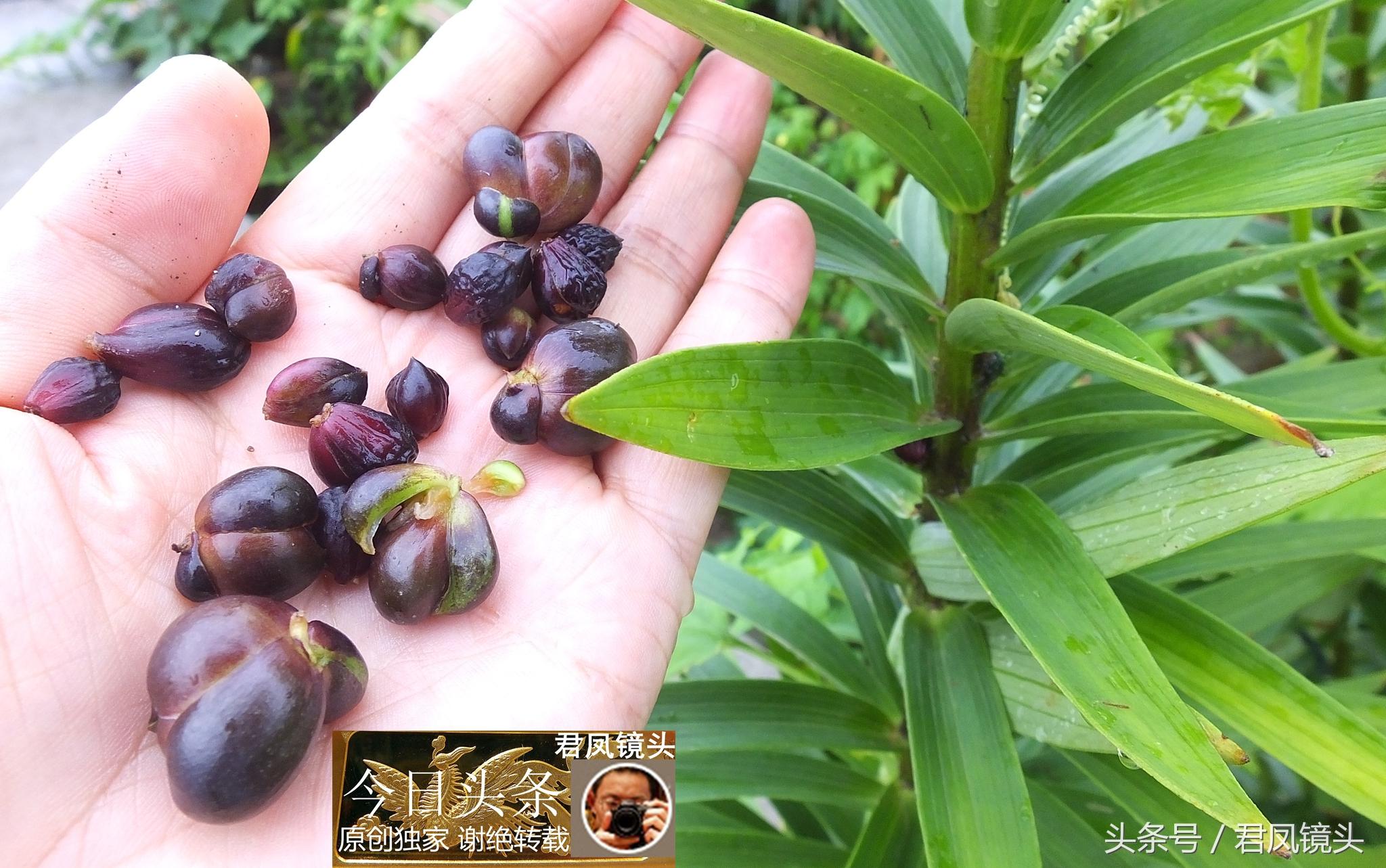 湖北宜昌：農(nóng)民種植在庭院里的百合，為何莢果種子不一樣？
