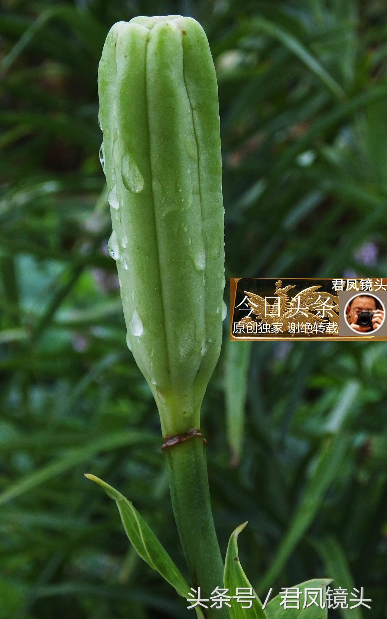 湖北宜昌：農(nóng)民種植在庭院里的百合，為何莢果種子不一樣？